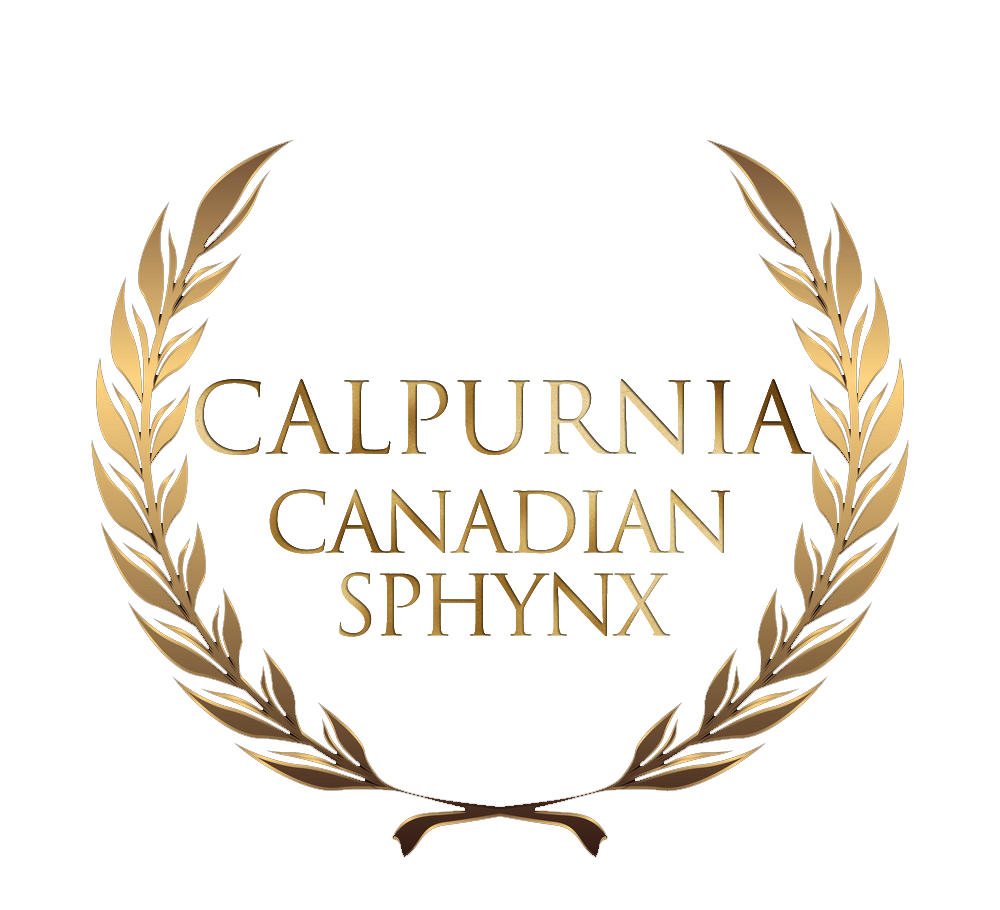 Calpurnia Sphynx
